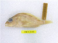 藏品(石狗公)的圖片